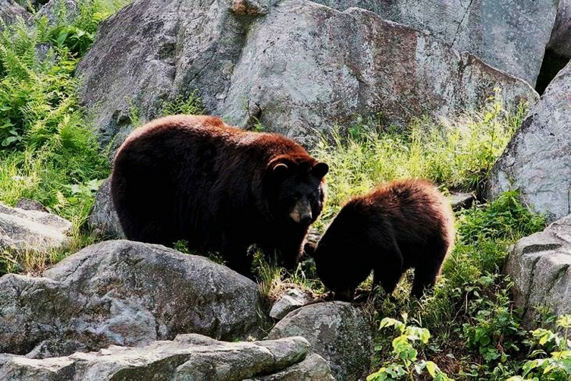Black Bear with youngster