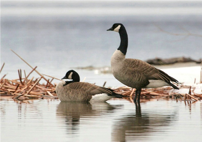 Canada Geese