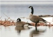 Canada Geese