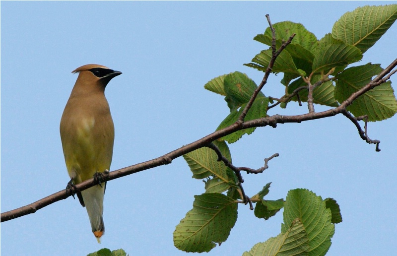 Cedar Waxwing