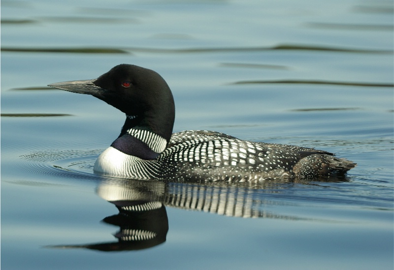 Common Loon