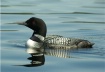 Common Loon