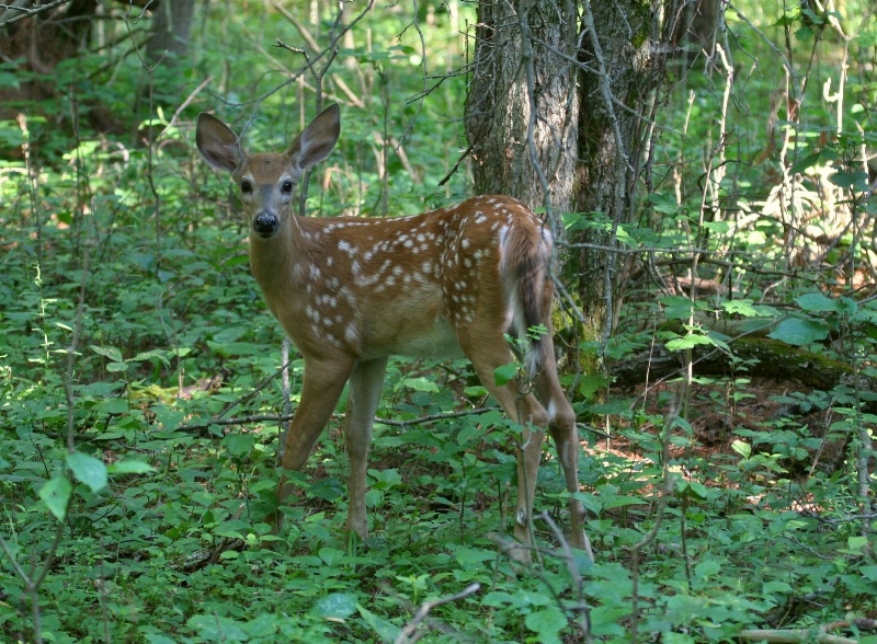 Fawn