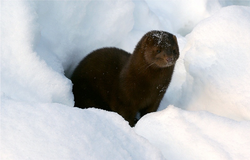 Canadian Mink