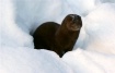 Canadian Mink