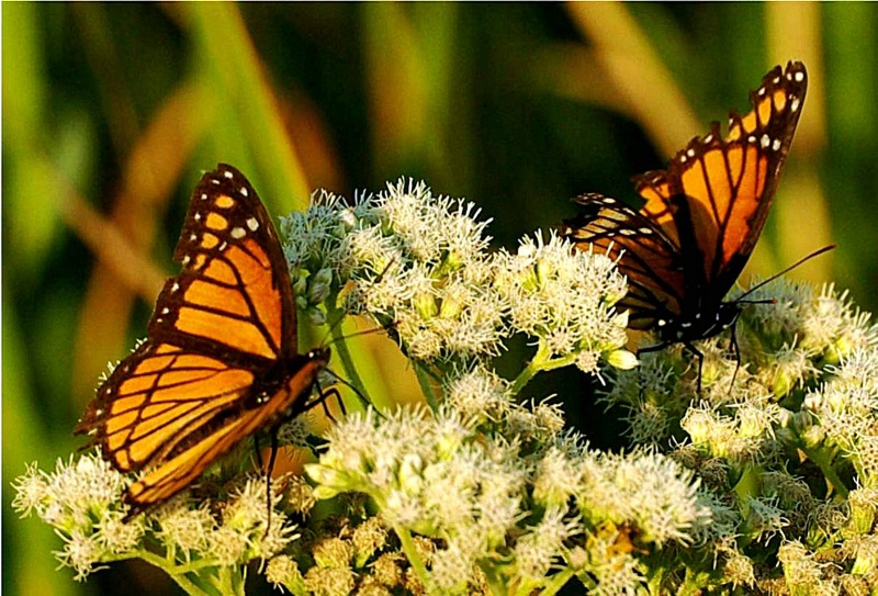 Monarch Butterflies