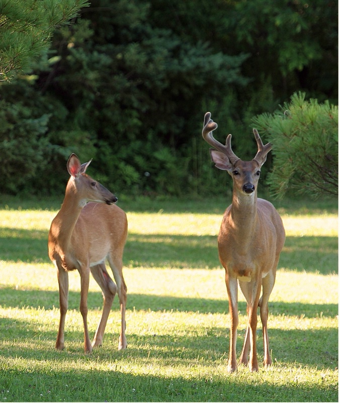 White Tail Deer