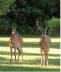 White Tail Deer