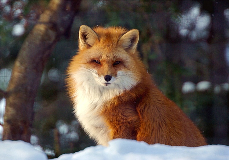 Red Fox