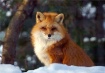 Red Fox
