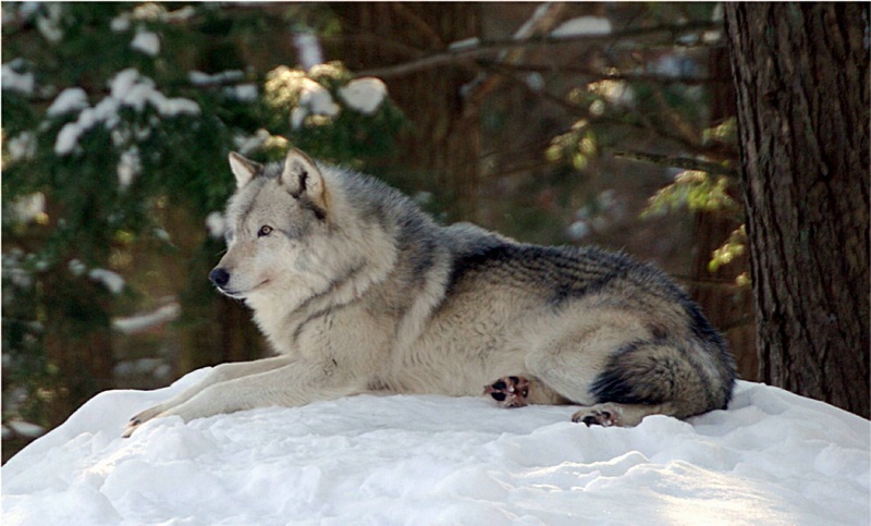 Timber Wolf