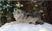 Timber Wolf