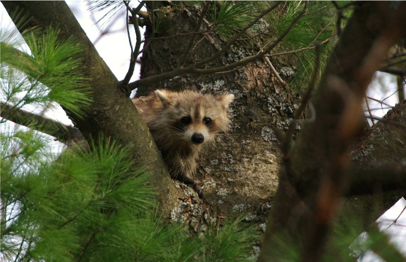 Young Raccoon