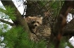 Young Raccoon