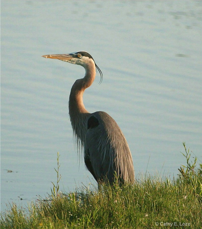 Ble Heron