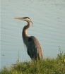 Ble Heron