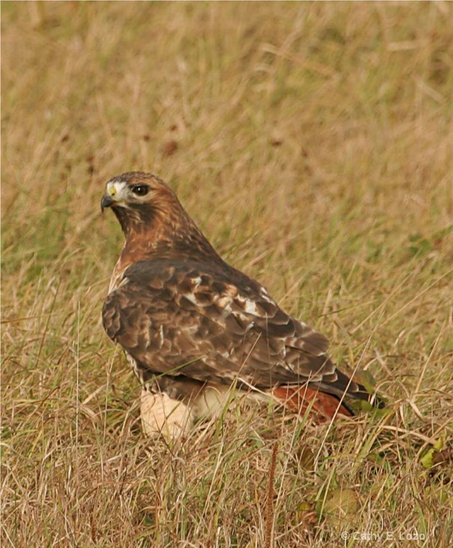 Red Tail Hawk