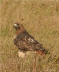 Red Tail Hawk