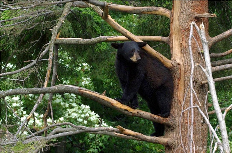 A Bear's Eye View