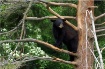 A Bear's Eye...