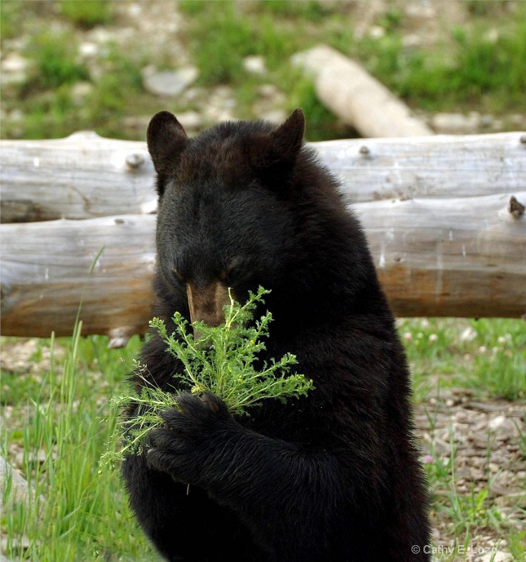 Flowers For A Beary Lovely Lady