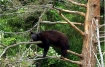 Rock-A-Bye Bear