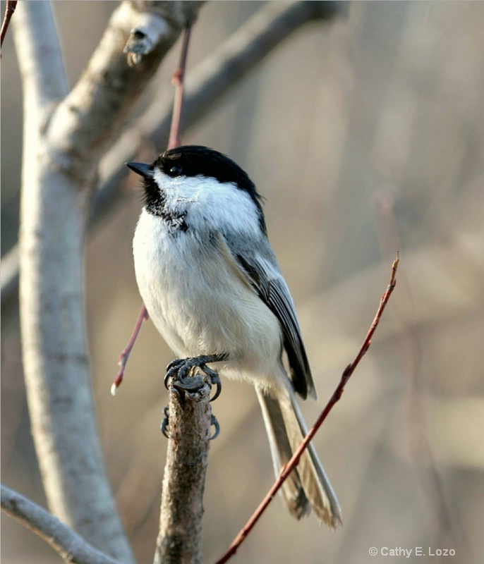 Chickadee #2