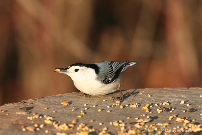 Nuthatch