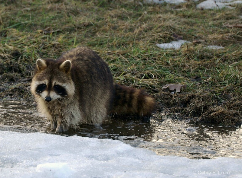 Raccoon in Spring
