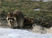 Raccoon in Spring