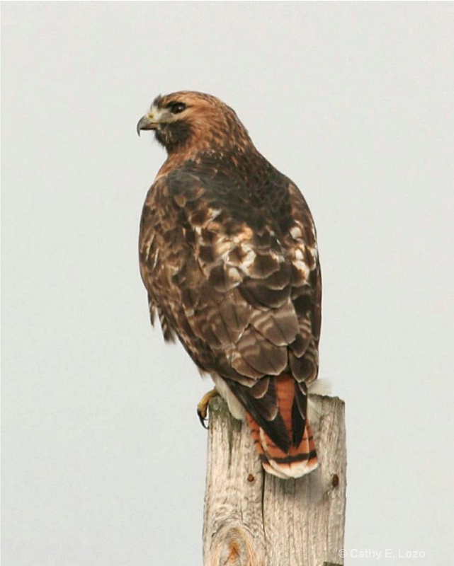 Red Tail Hawk Portrait