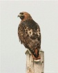 Red Tail Hawk Por...