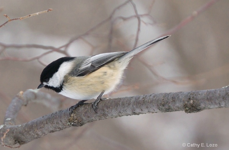 Chickadee #1