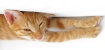 High-Key Kitty