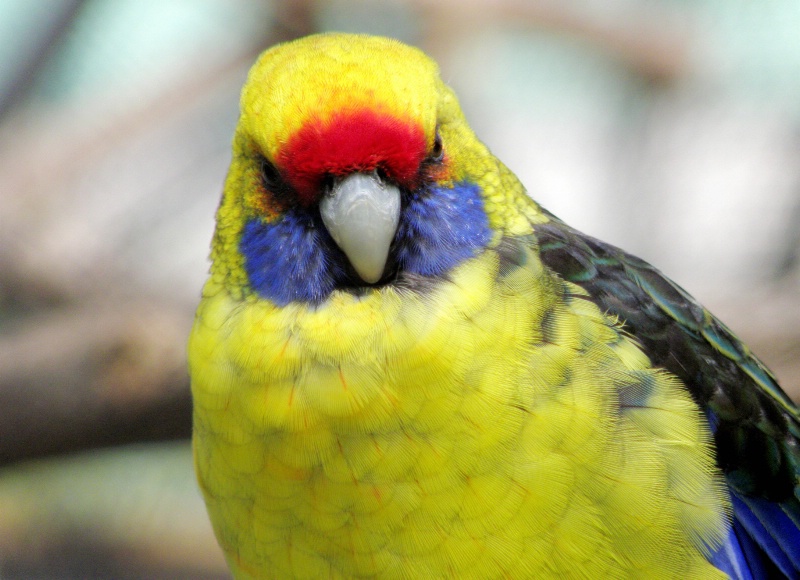 A rosella from Berlin