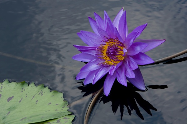 Regal Water Lily