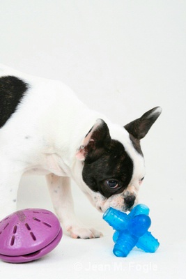 French Bulldog puppy with toys