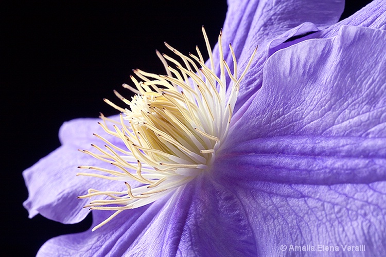 clematis, pink, white, purple, flower, macro