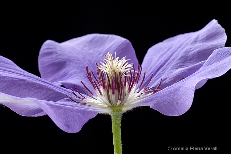 clematis, purple, flower, macro