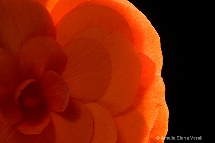 begonia, red, macro, flower