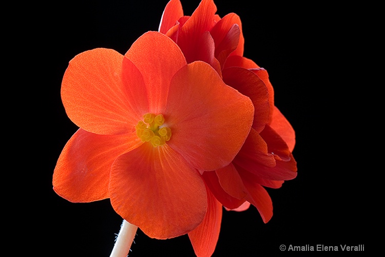 begonia, red, macro, flower