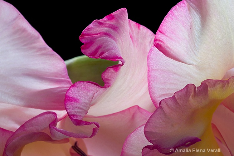 gladiola, pink, flower, macro, abstract