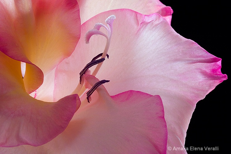 gladiola, pink, flower, macro,abstract