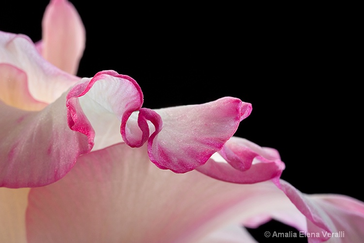 gladiola, pink, flower, macro, abstract
