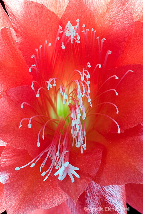 cactus, flower, macro, red