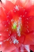 cactus, flower, m...