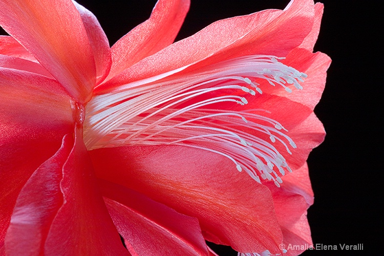 cactus, flower, macro, red