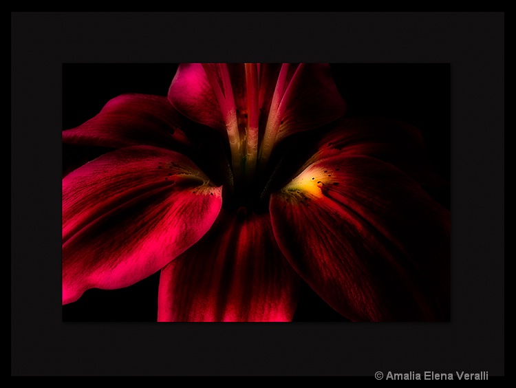 lily, red, flower, macro