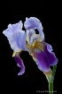 Iris, purple, flo...