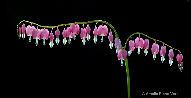 Bleeding Hearts Aligned